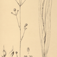 88. ERUNGIUM Pohlianum.