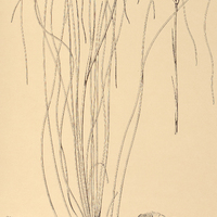 89. ERYNGIUM eriophorum.