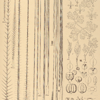 90. ERYNGIUM I. pristis, II. canaliculatum, III. scirpinum, IV. junceum, V. Pohlianum, VI…