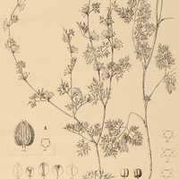 91. APIUM ammi, I. var. ?, II. var. ?. latisectum.