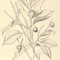 1. AMANOA oblongifolia.
