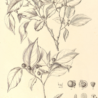 2. DISCOCARPUS Spruceanus.
