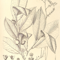 3. FREIREODENDRON sessiliflorum, II. PHYLLANTHUS Lindbergii.