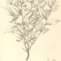 4. PHYLLANTHUS Riedelianus.