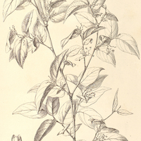 5. PHYLLANTHUS Martii.