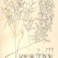 6. PHYLLANTHUS I. rosellus, II. Corcovadensis.