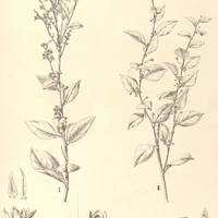 7. PHYLLANTHUS I. racemigerus, II. acuminatus.