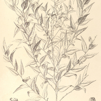 8. PHYLLANTHUS Glaziovii.