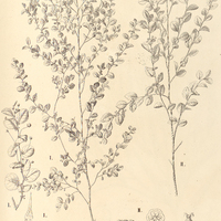9. PHYLLANTHUS I. Claussenii, II. Spruceanus.