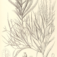 10. PHYLLANTHUS I. flagelliformis var. ?. demonstrans, II. Klotzschianus var. ?. robustus.