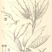 13. RICHERIA lorantoides.