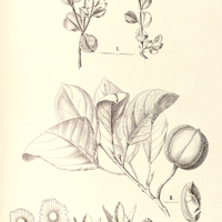 14. I. CROTON Myrsinites, II. CUNURIA Spruceana.