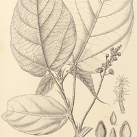 15. CROTON exuberans ?.