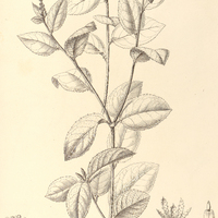 16. CROTON Sincorensis.