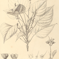 17. CROTON hemiargyreus.