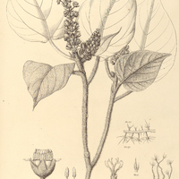 18. CROTON Caldensis.