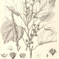 20. CROTON Palanostigma.