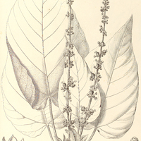 21. CROTON echinocarpus.