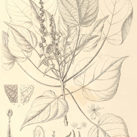 22. CROTON Urucurana.