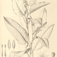 23. CROTON floribundus.