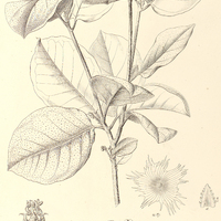 24. CROTON Sellowii.