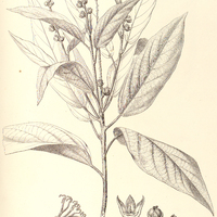 25. CROTON compressus.