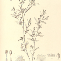 27. CROTON migrans.