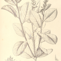 28. CROTON Pohlianus.