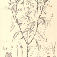29. CROTON Regnellianus.