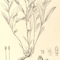 31. CROTON antisyphihticus var. ?. minor.