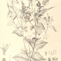 32. CROTON chaetocalyx.