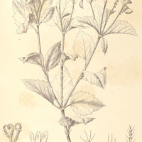 33. CROTON Lundianus.