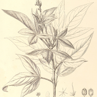 34. CROTON comosus.