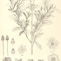 36. CROTON Widgrenianus.