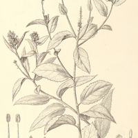 37. CROTON Tamberlikii.