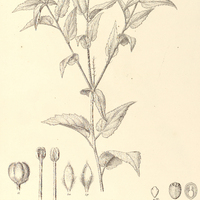 38. CROTON bidentatus.