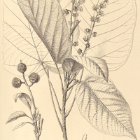 39. CROTON Eichleri.