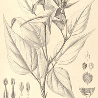 41. JULOCROTON triqueter.