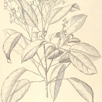 42. MICRANDRA elata.