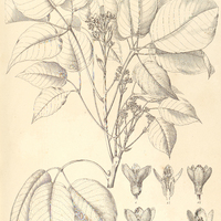 43. JOHANNESIA princeps.