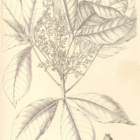 44. HEVEA discolor.