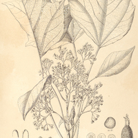 45. ALEURITES Moluccana.