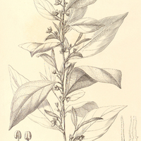46. ARGYROTHAMNIA Simoniana.
