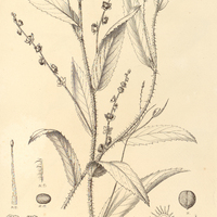 47. CAPERONIA büttneriacea.