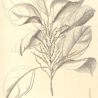 48. ALCHORNEOPSIS floribunda, var. ?.