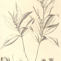 49. ASTROCOCCUS cornutus.