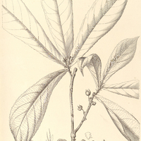 50. ANGOSTYLIS longifolia.