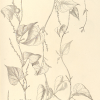 51. PLUKENETIA tamnoides.