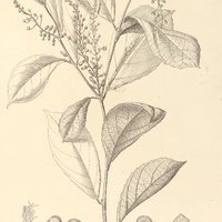 52. FRAGARIOPSIS Warmingii.