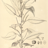 53. ACALYPHA amblyodonta, ?. villosa.